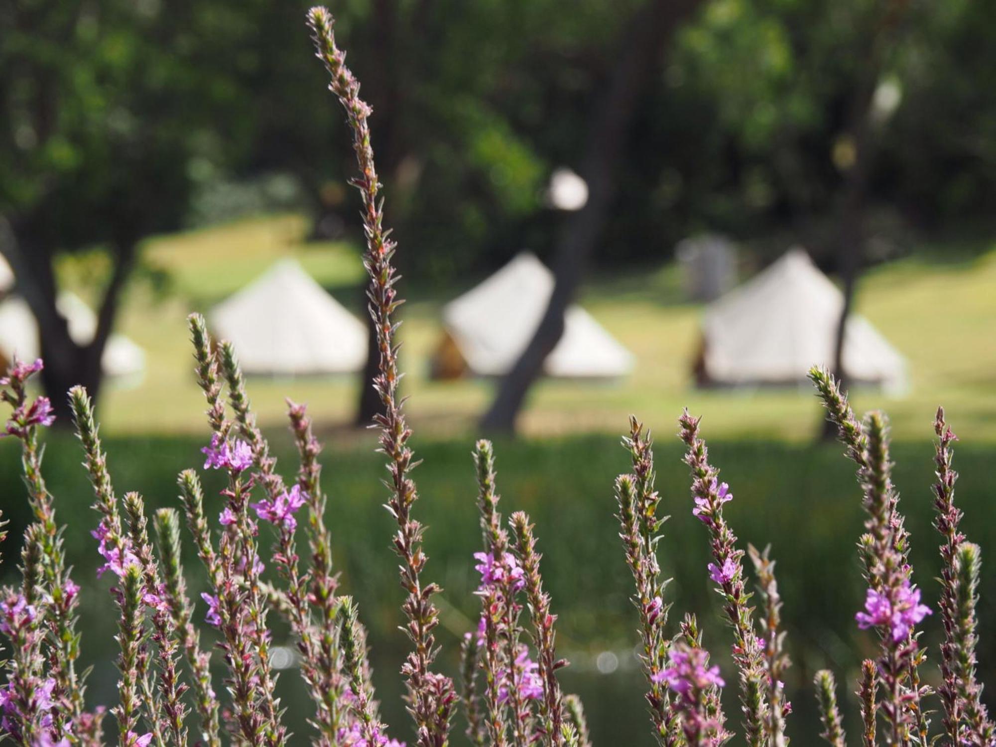 Iluka Retreat Glamping Village Red Hill South Exterior foto